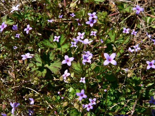 {Houstonia pusilla}